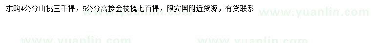 求購4公分山桃、5公分高接金枝槐