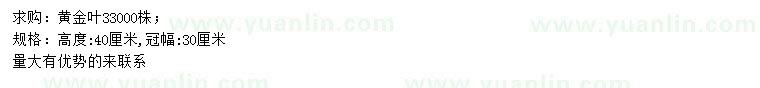 求購(gòu)高40公分黃金葉