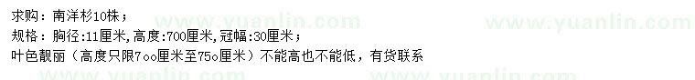 求購胸徑11公分南洋杉