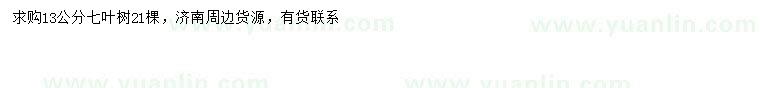求購13公分七葉樹