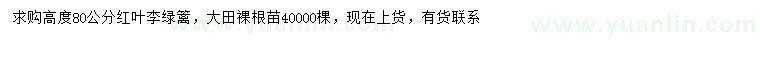 求購高80公分紅葉李