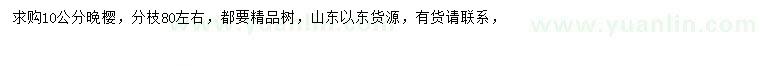 求購10公分晚櫻