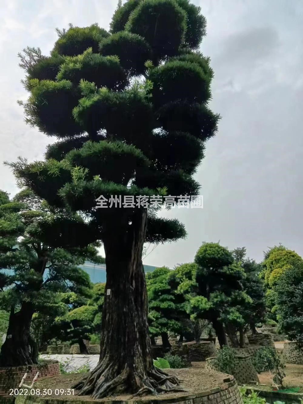 廣西大規(guī)格羅漢松/廣西桂林大規(guī)格羅漢松價格/報價