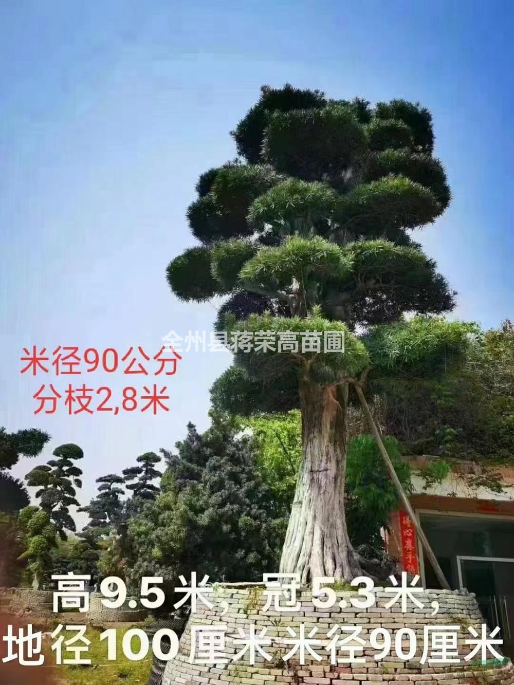 廣西大規(guī)格羅漢松/廣西桂林大規(guī)格羅漢松價格/報價