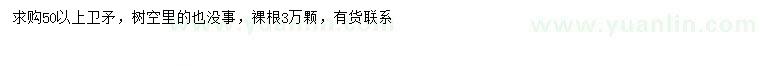 求購50公分以上衛(wèi)矛
