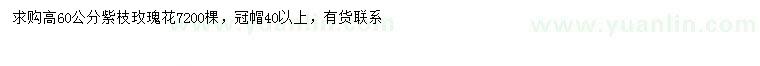 求購(gòu)高60公分玫瑰花