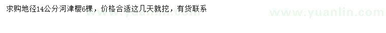 求購地徑14公分河津櫻