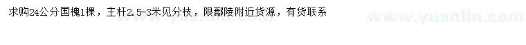求購24公分國槐