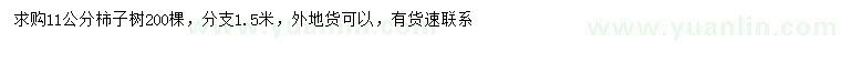求購11公分柿子樹
