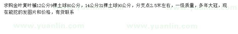 求購(gòu)12、14公分金葉復(fù)葉槭