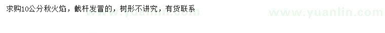 求購10公分秋火焰