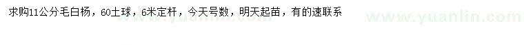 求購11公分毛白楊