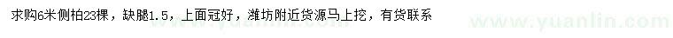 求購6米側柏