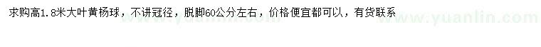求購(gòu)高1.8米大葉黃楊球