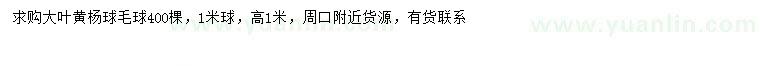求購高1米大葉黃楊球