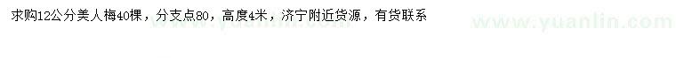 求購(gòu)12公分美人梅
