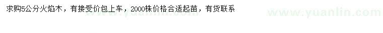 求購5公分火焰木