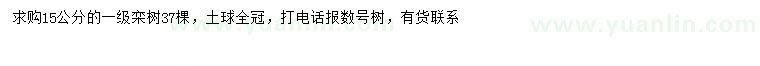 求購15公分欒樹