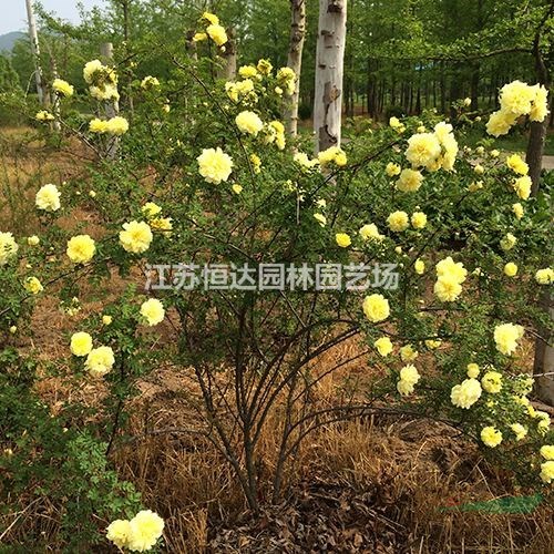 沭陽(yáng)黃刺玫、江蘇黃刺玫 黃刺玫的種植方法