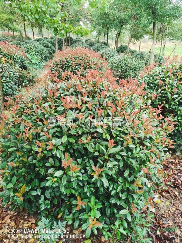 紅葉石楠球