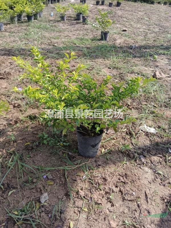 黃金葉