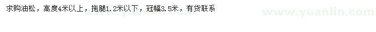 求購高4米以上油松