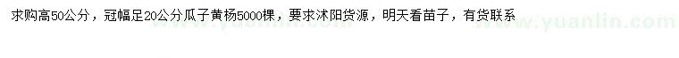 求購高50公分瓜子黃楊