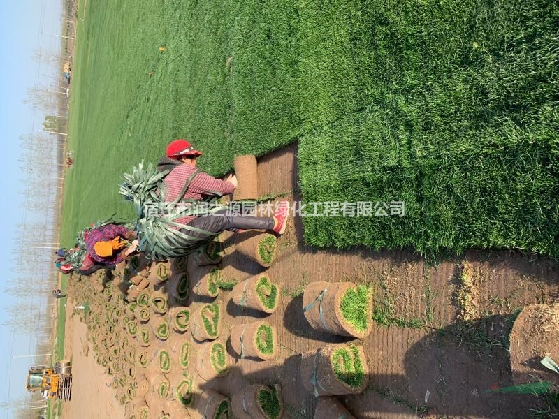 馬尼拉草坪地被苗