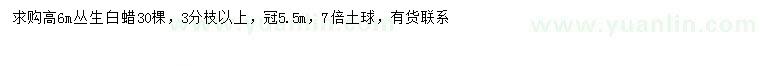 求購高6米叢生白蠟