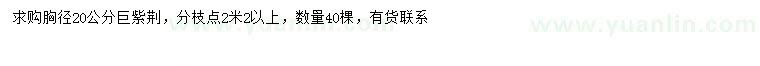 求購胸徑20公分巨紫荊