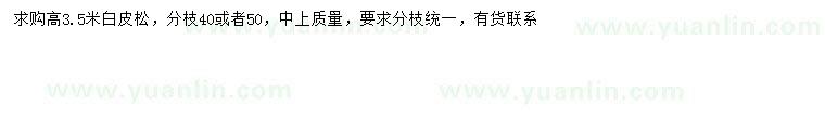 求購高3.5米白皮松