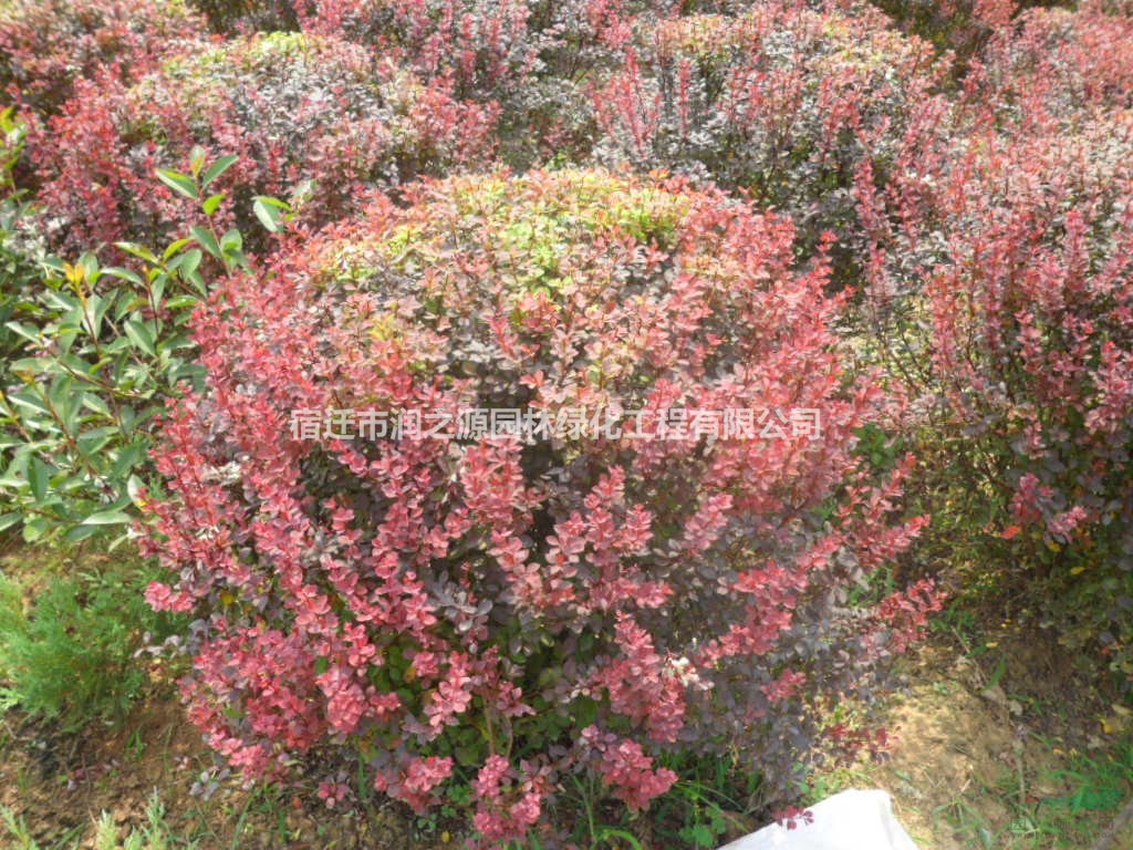 紅葉小檗球苗木  紅葉小波苗木