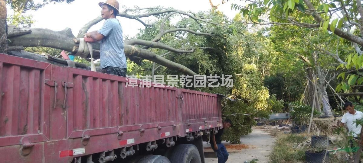 紅果冬青樸樹裝車