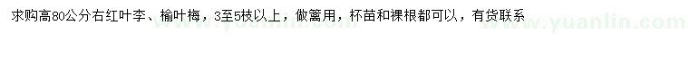 求購高80公分右紅葉李、榆葉梅