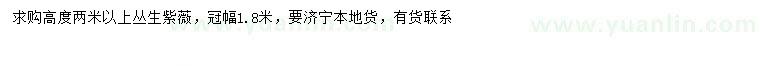 求購高2米以上叢生紫薇