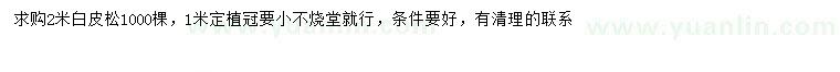 求購2米白皮松