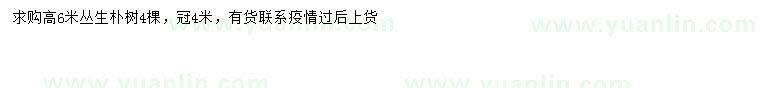 求購高6米叢生樸樹