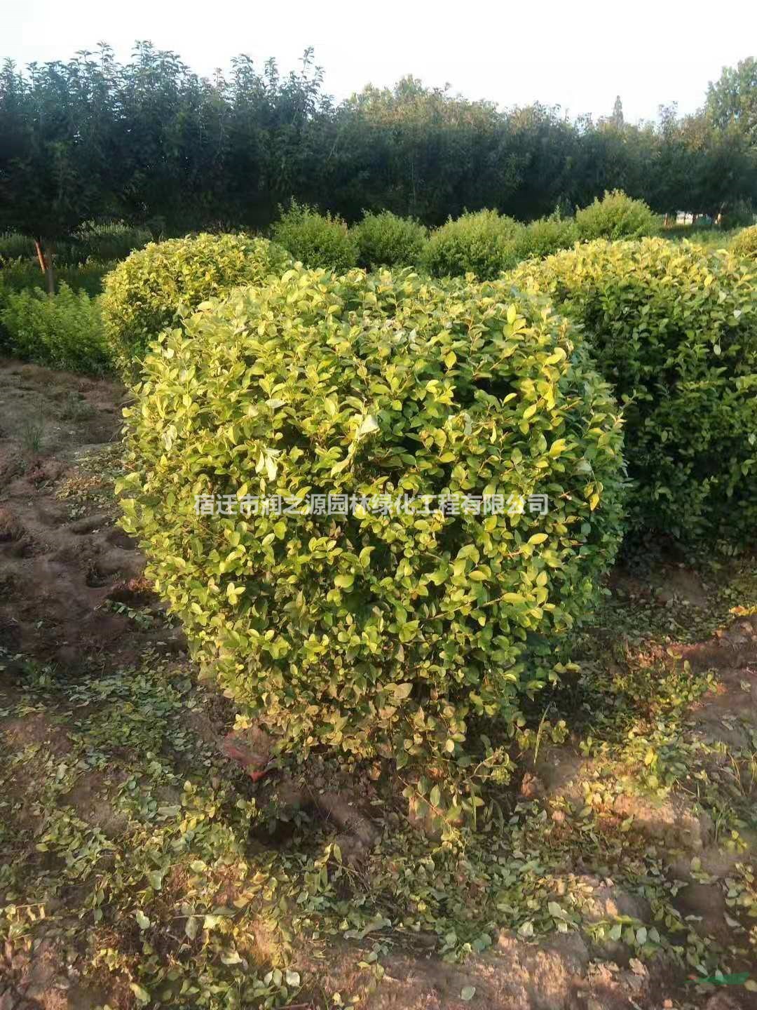 沭陽金葉女貞球批發(fā)