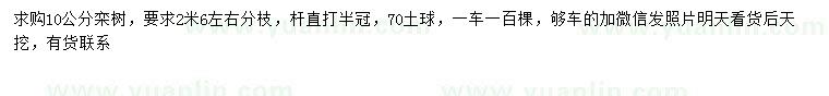 求購10公分欒樹(shù)