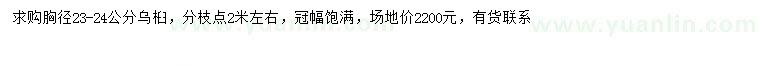 求購胸徑23-24公分烏桕