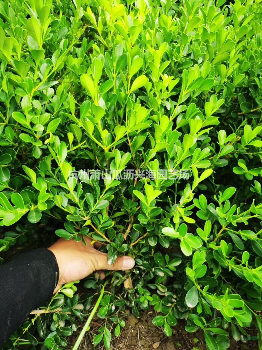 浙江海桐毛球 瓜子毛球 杭州工程毛球價(jià)格哪里好/哪家便宜