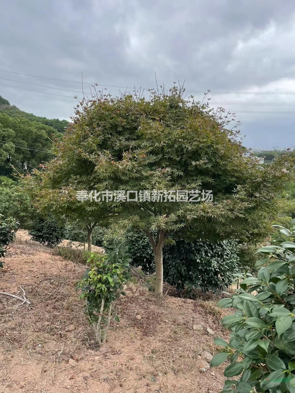 浙江红枫/浙江奉化红枫价格/报价
