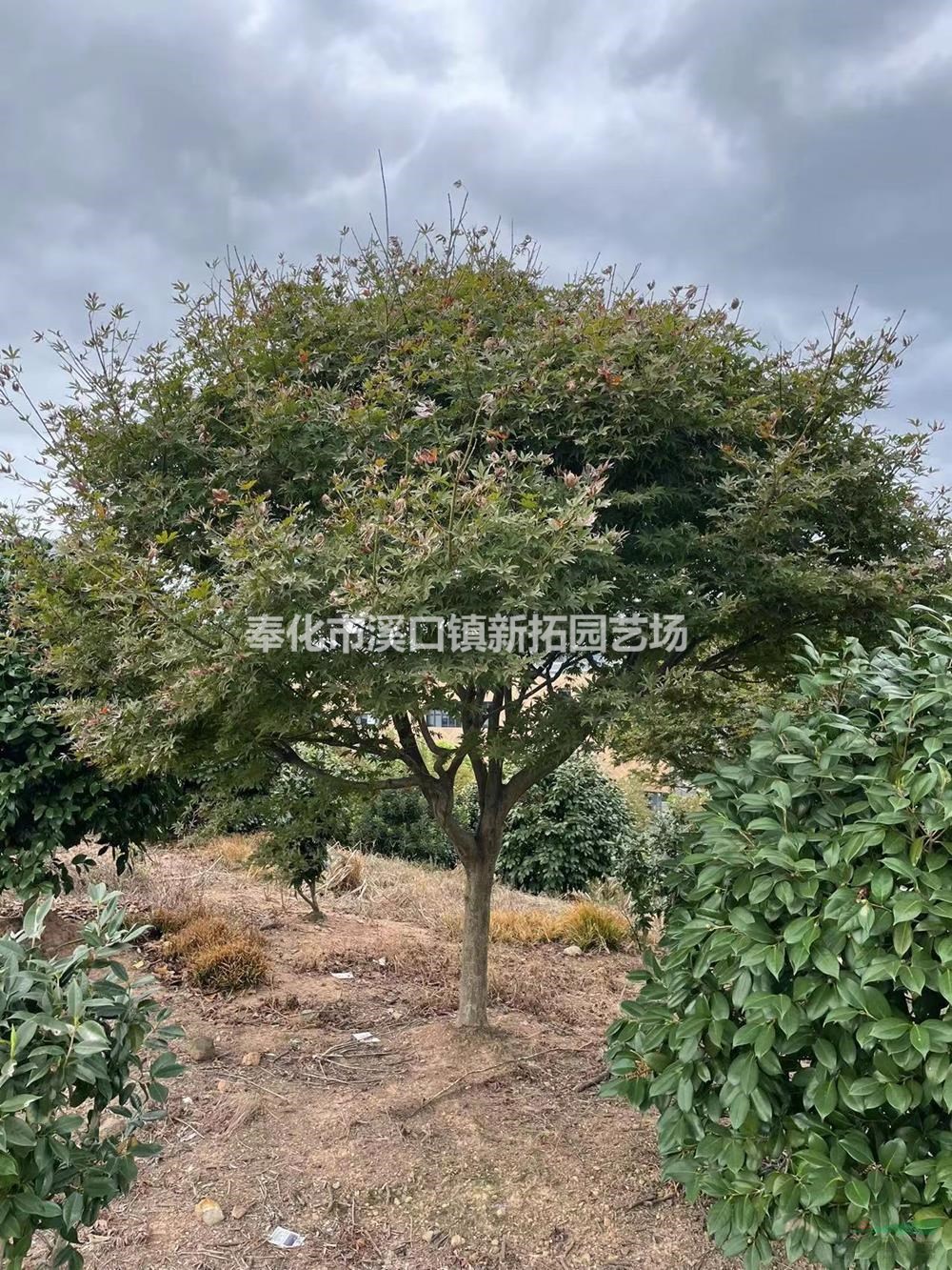 浙江红枫/浙江奉化红枫价格/报价