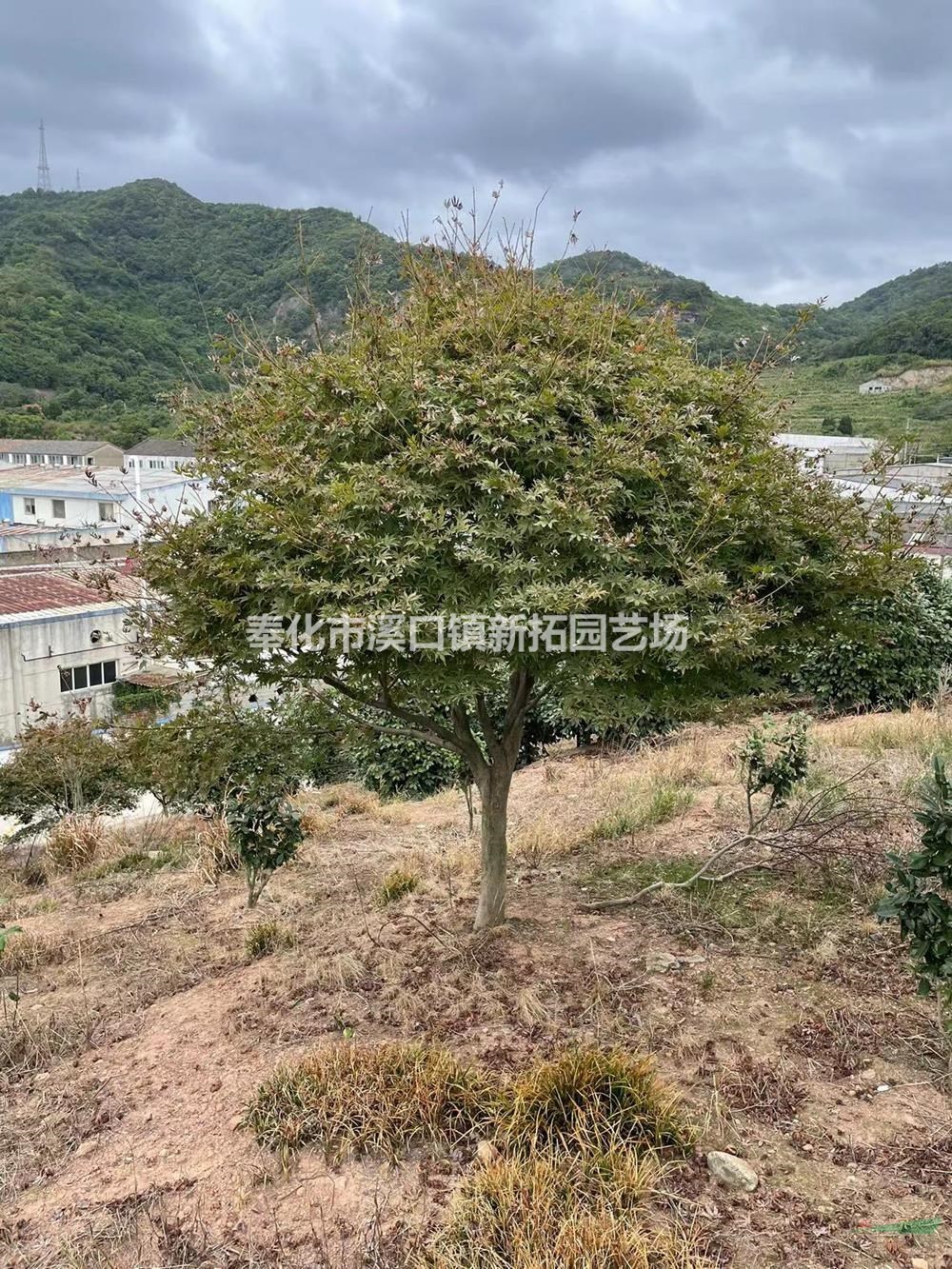 浙江红枫/浙江奉化红枫价格/报价