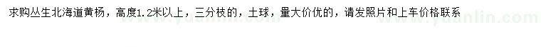 求購高1.2米以上叢生北海道黃楊