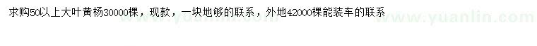 求購50公分以上大葉黃楊