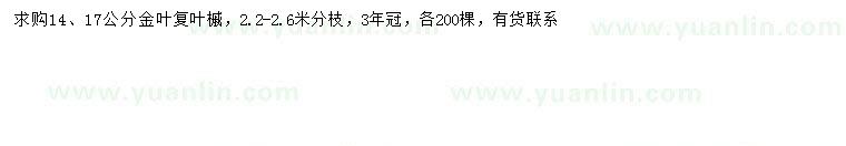 求購14、17公分金葉復葉槭