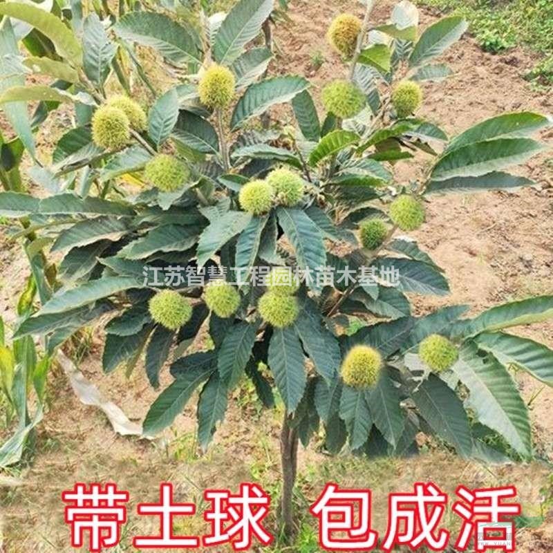 5-12公分板栗苗樹嫁接地栽南方北方種植大紅袍當(dāng)年結(jié)果特大板栗..