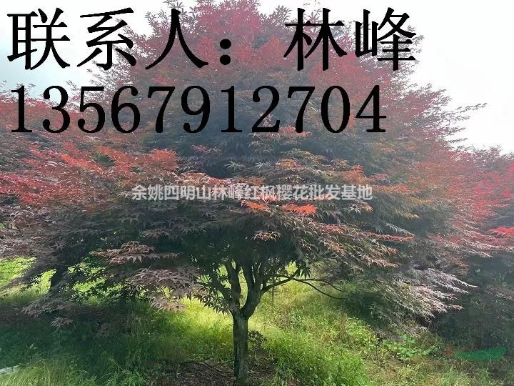 四明山红枫培育基地