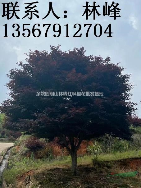 四明山红枫培育基地